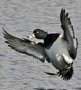 Tufted Duck