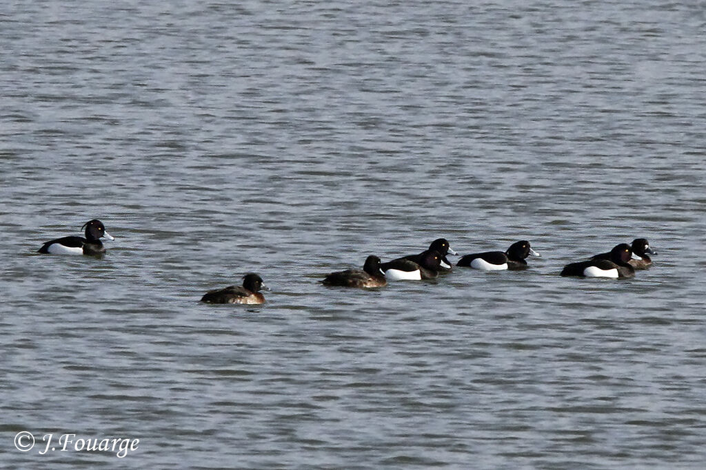 Tufted Duck