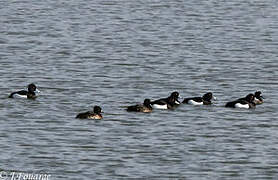 Tufted Duck