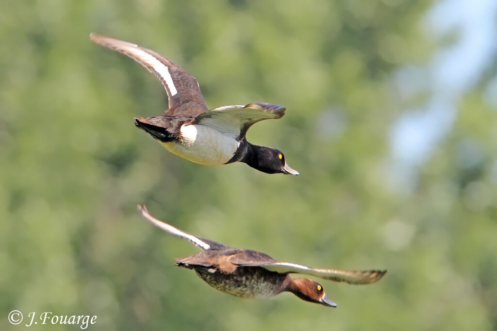 Tufted Duckadult, Flight