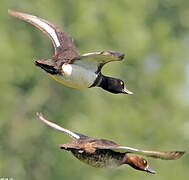 Tufted Duck