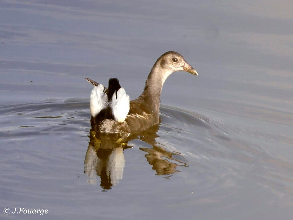 Gallinule poule-d'eau1ère année