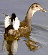 Gallinule poule-d'eau