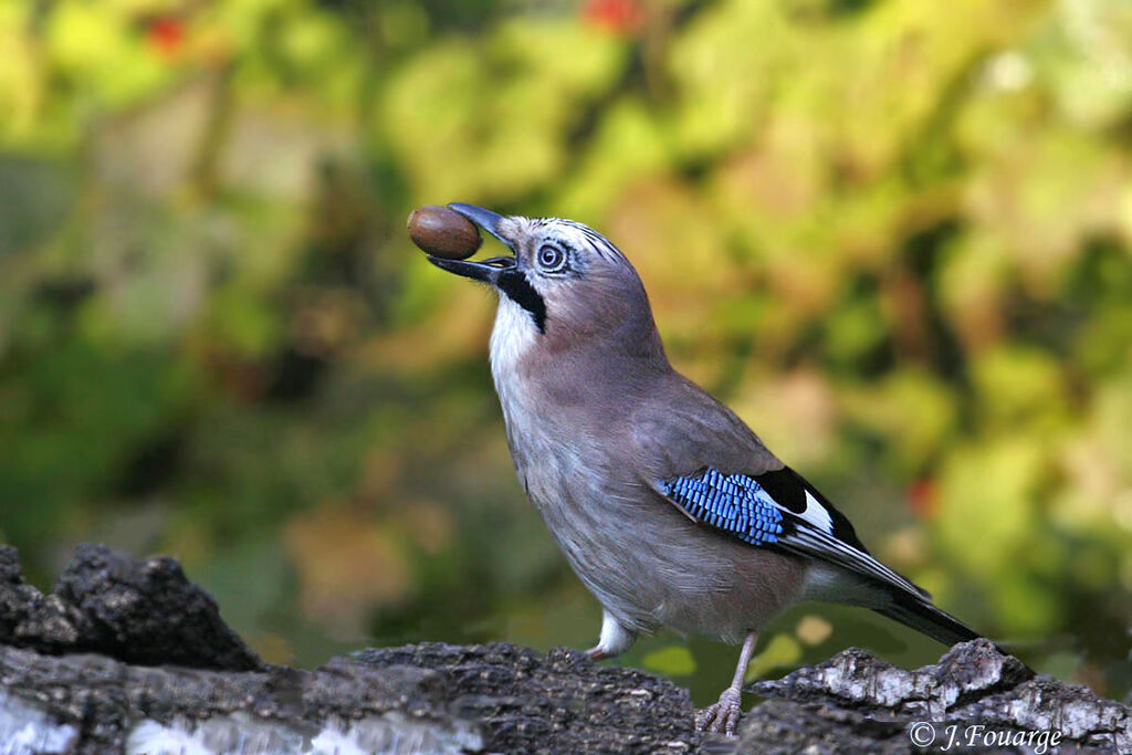 Eurasian Jay