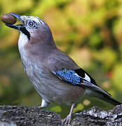 Eurasian Jay