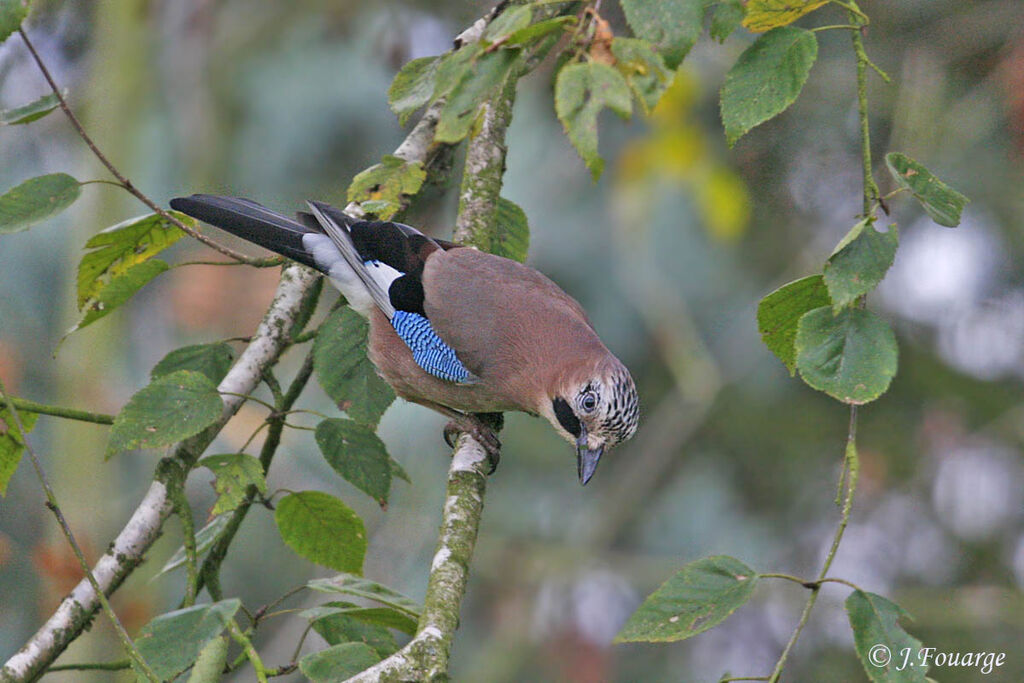 Eurasian Jay