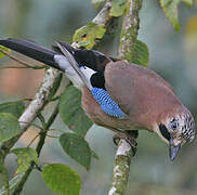 Eurasian Jay