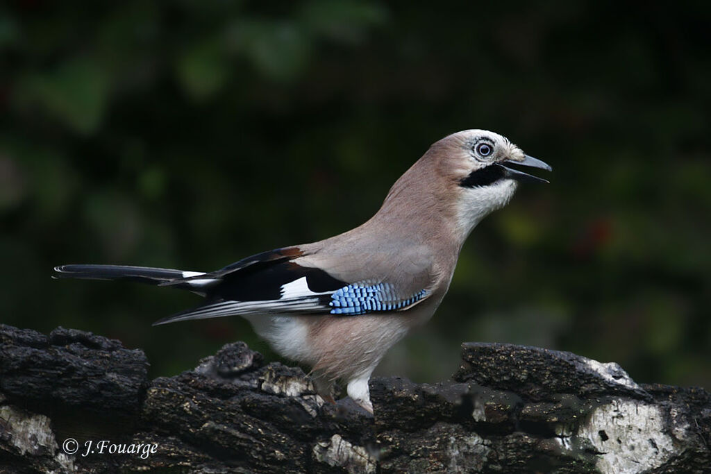 Eurasian Jay