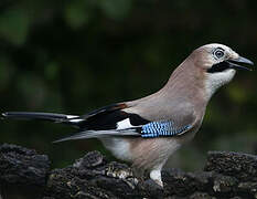 Eurasian Jay