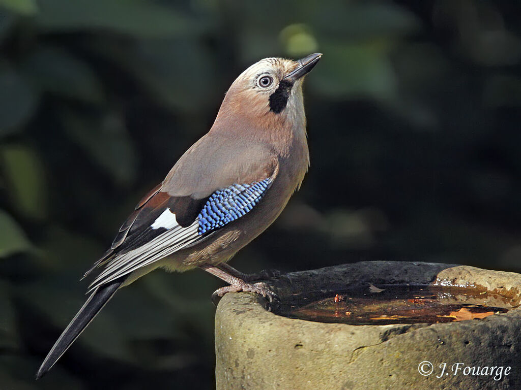 Geai des chênes, identification