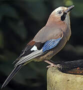 Eurasian Jay