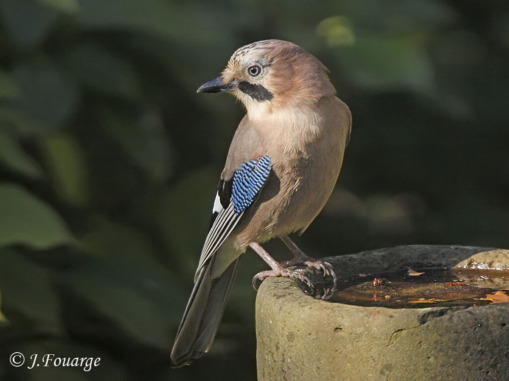 Eurasian Jay, identification