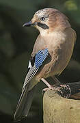 Eurasian Jay