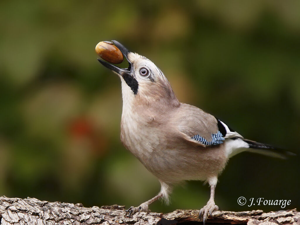 Eurasian Jay, feeding habits, Behaviour