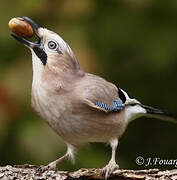 Eurasian Jay