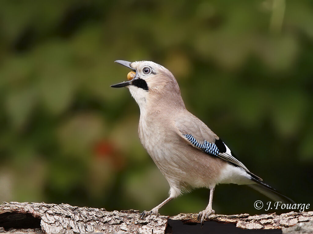 Eurasian Jay