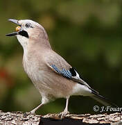 Eurasian Jay