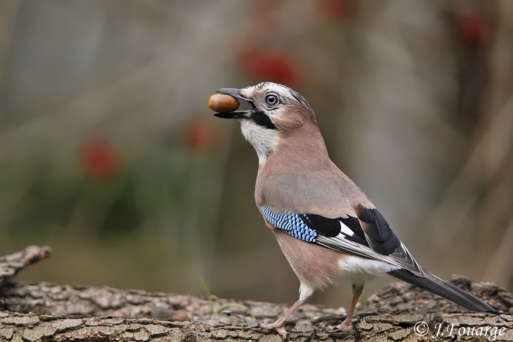 Eurasian Jay, feeding habits, Behaviour