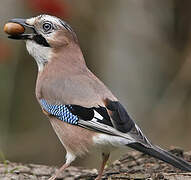 Eurasian Jay