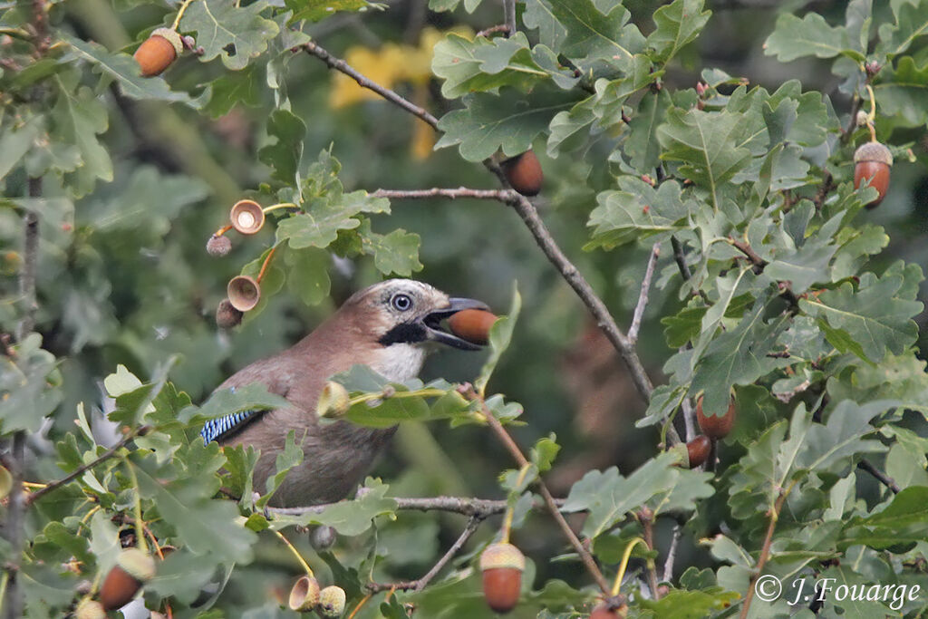 Eurasian Jay, feeding habits, Behaviour