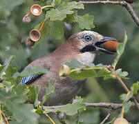 Eurasian Jay