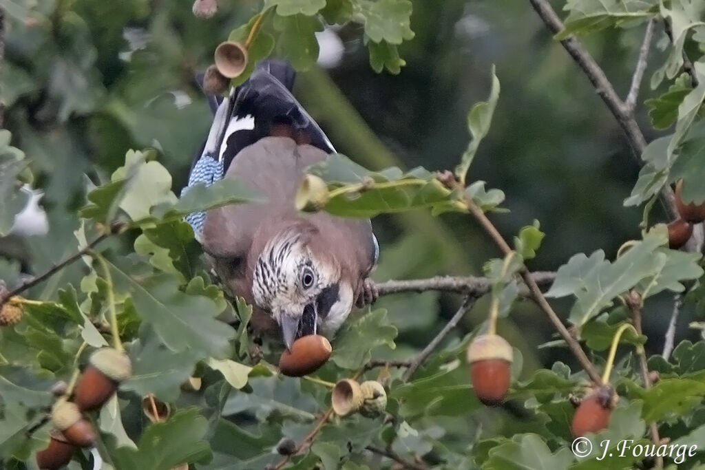 Eurasian Jay, feeding habits, Behaviour