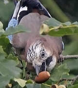 Eurasian Jay