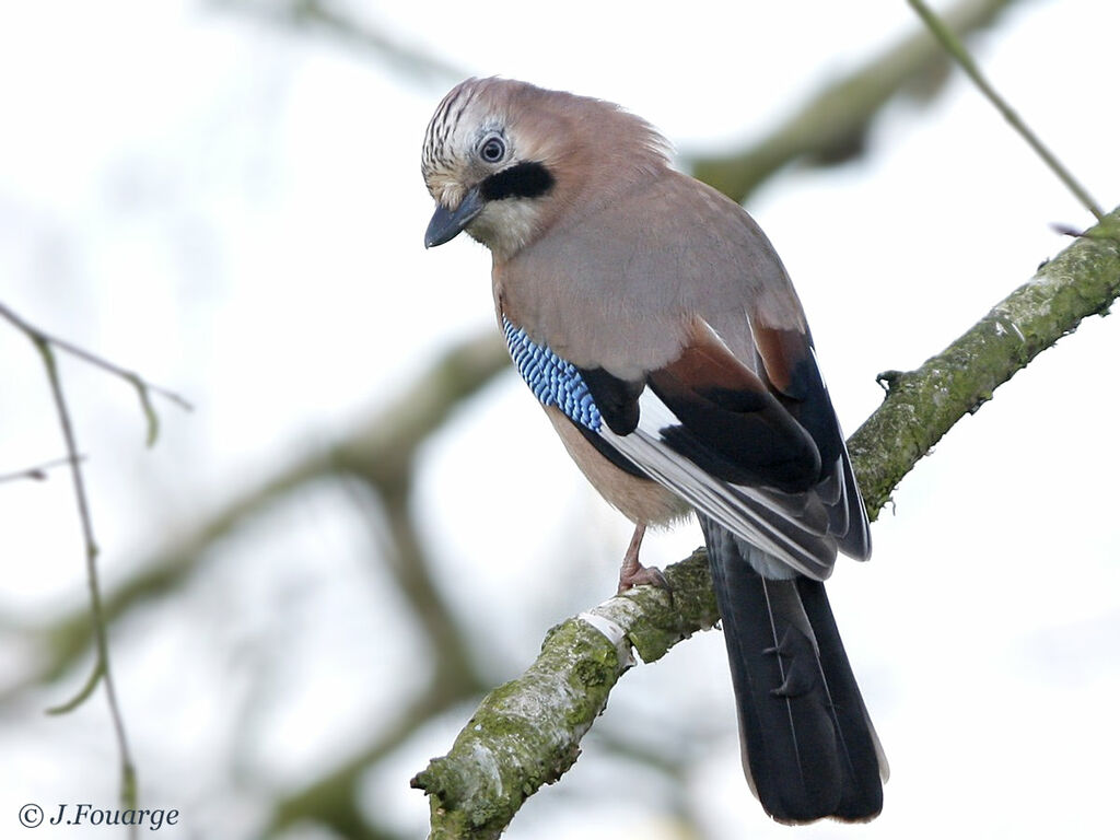 Eurasian Jay