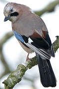 Eurasian Jay