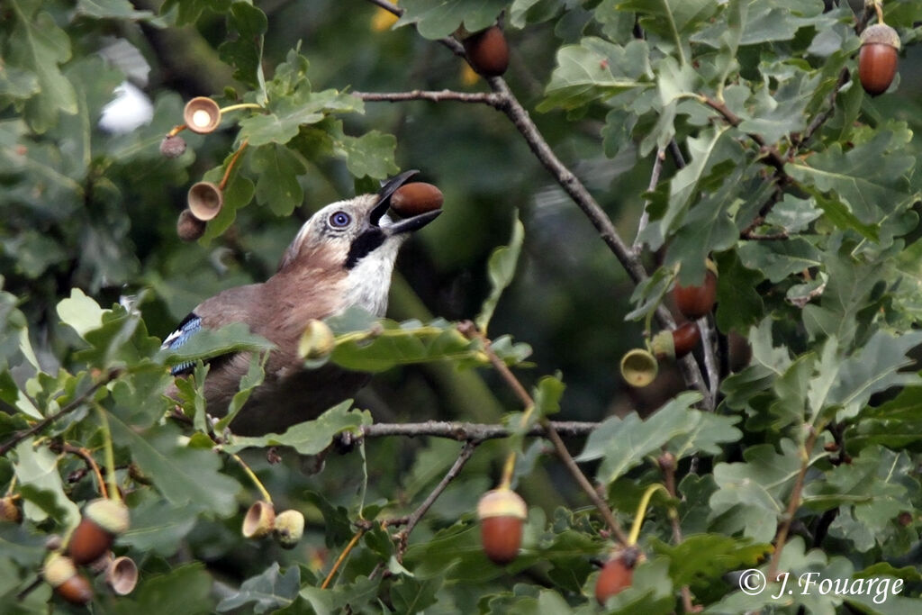 Eurasian Jay, feeding habits, Behaviour