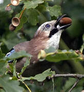 Eurasian Jay