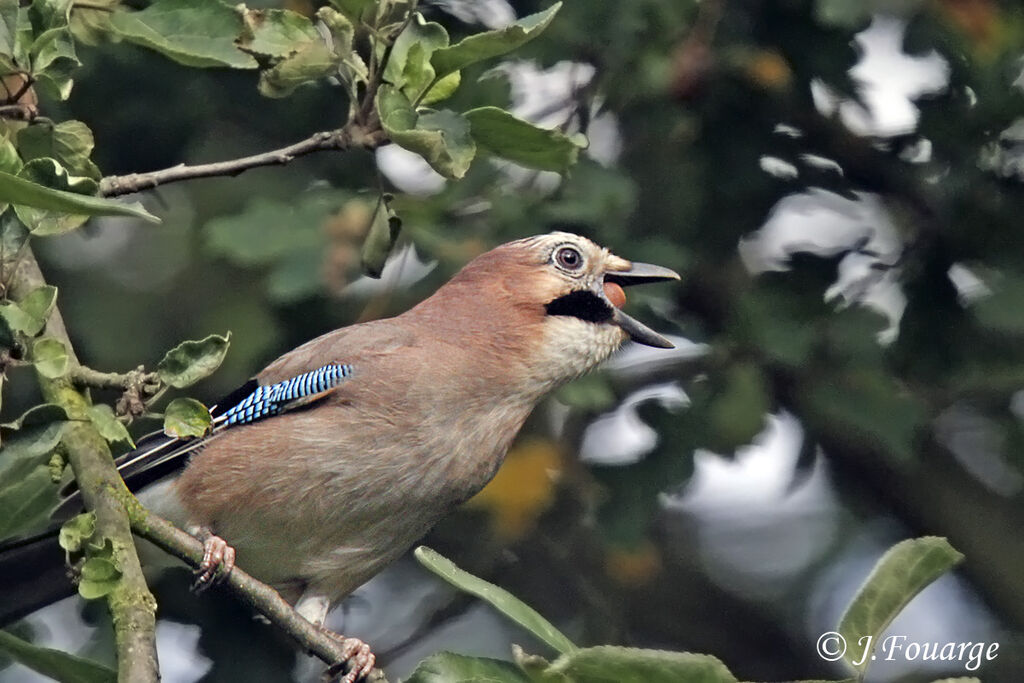 Eurasian Jay, feeding habits, Behaviour