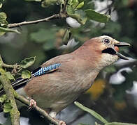 Eurasian Jay