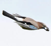 Eurasian Jay