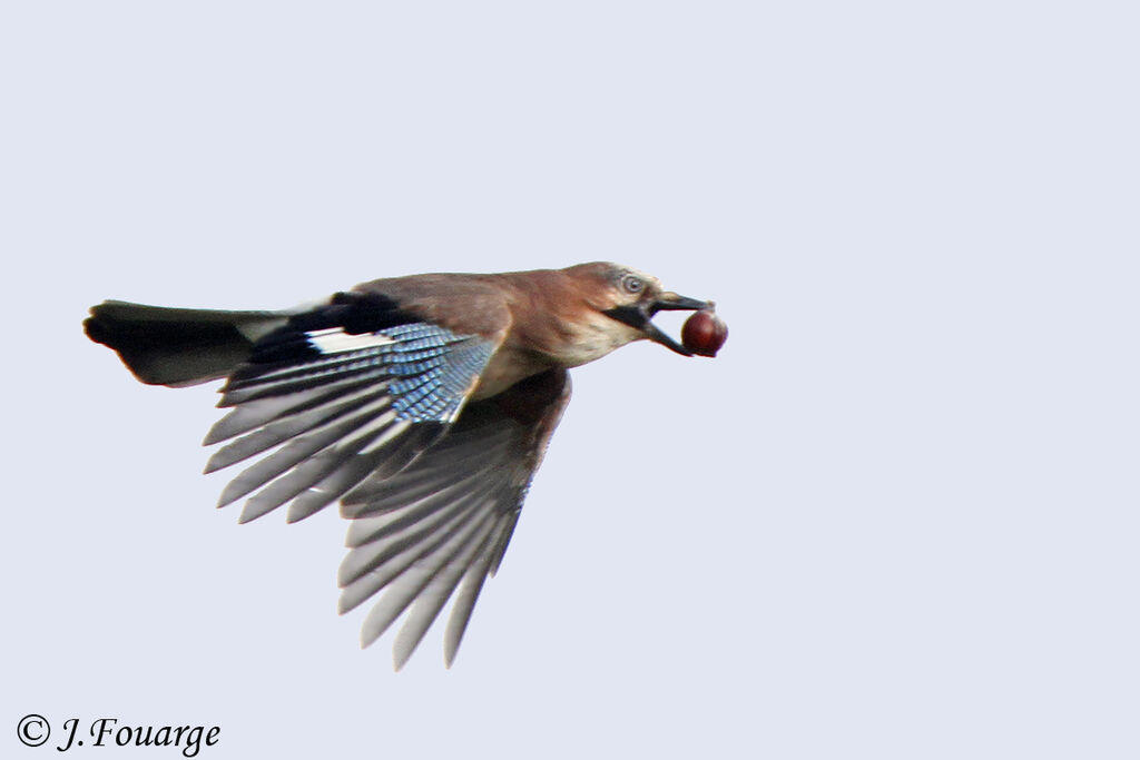 Eurasian Jay