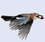 Eurasian Jay