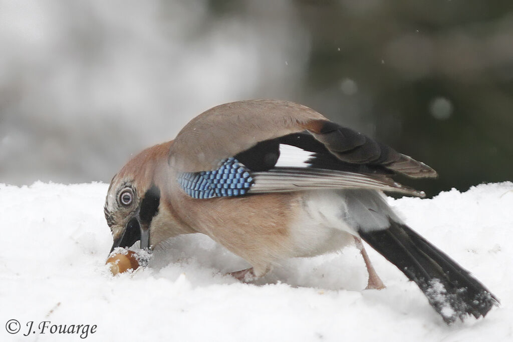 Eurasian Jay, feeding habits, Behaviour