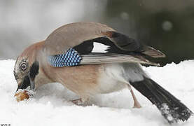 Eurasian Jay