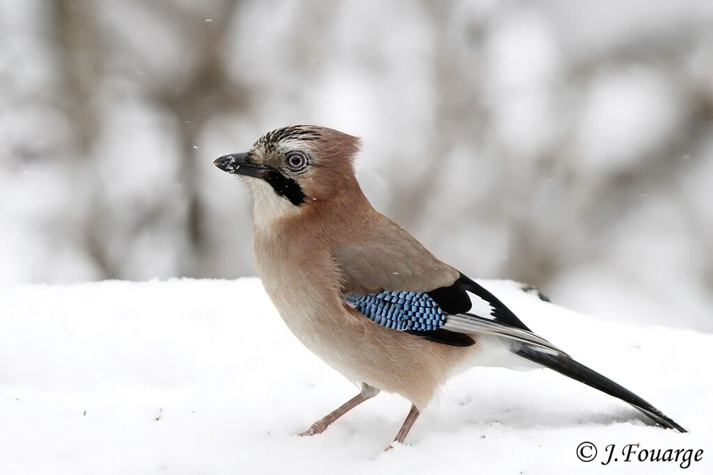 Eurasian Jay