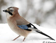 Eurasian Jay