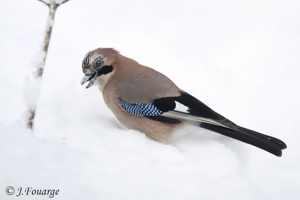 Eurasian Jay