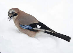 Eurasian Jay