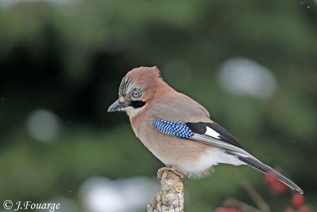 Eurasian Jay