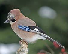 Eurasian Jay