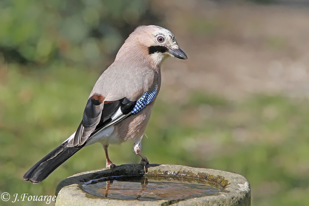 Eurasian Jay