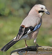 Eurasian Jay