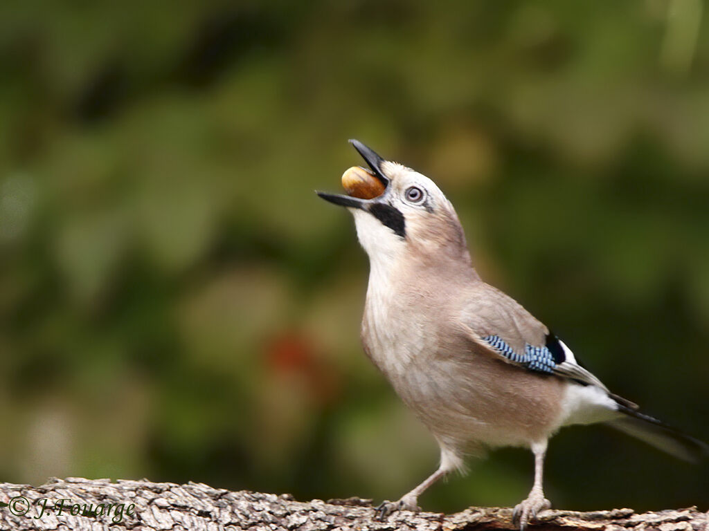 Eurasian Jay, feeding habits, Behaviour