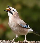 Eurasian Jay