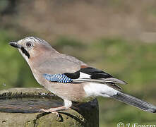 Eurasian Jay