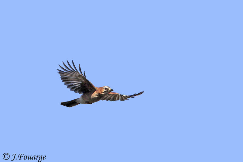 Eurasian Jay, Flight